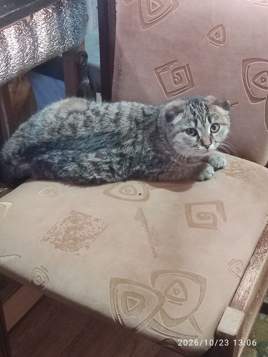 Отдам котенка вислоухого