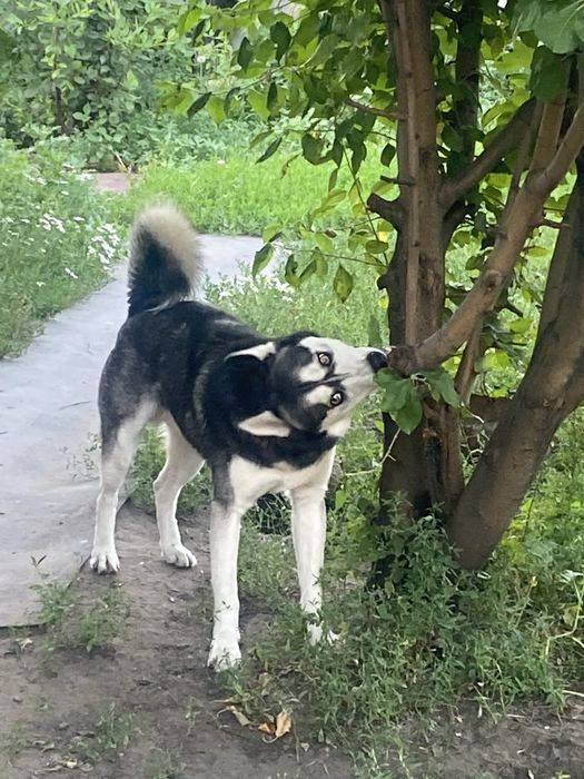 Отдам хаски веселы очень  игривый
