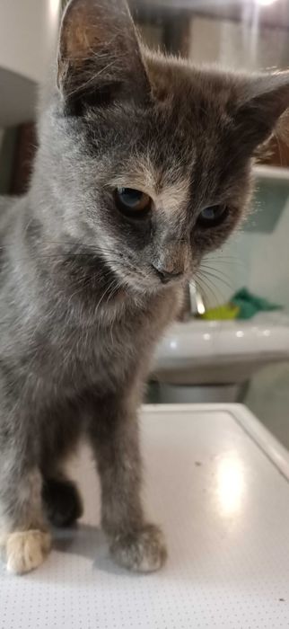 Котята, мальчики