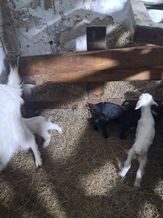 Лактар сатылады.