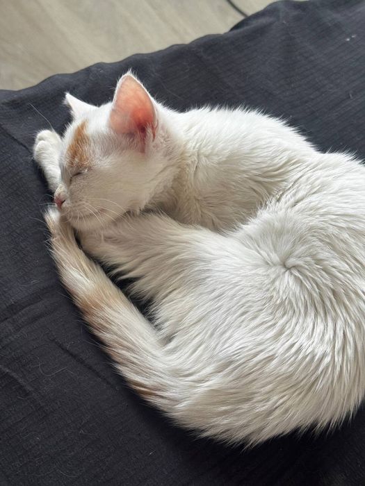 Котенок белый Мальчик