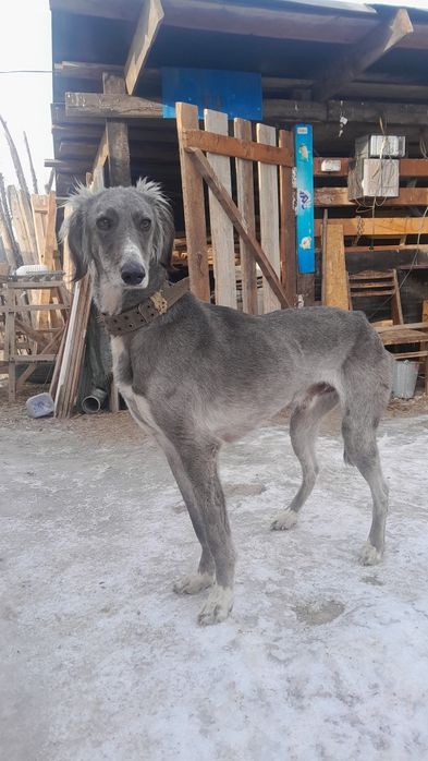 Продам тазы пародистый