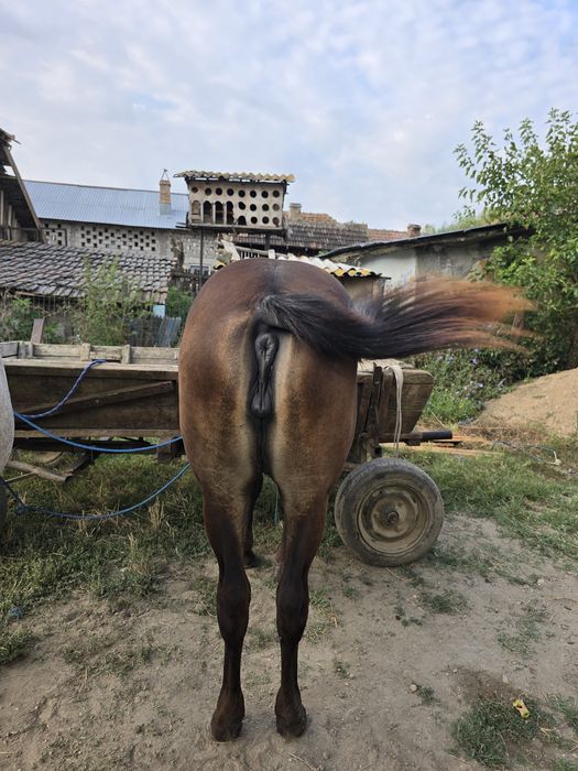 Mânză de 11 luni de vânzare
