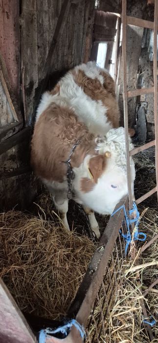 Vitea de 1 an de zile