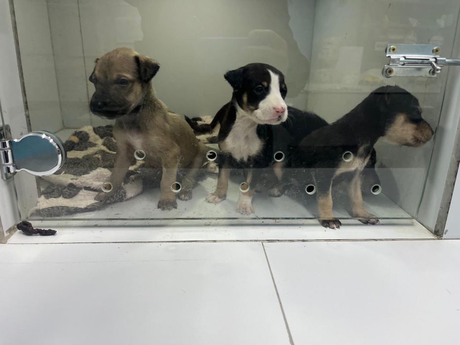 Отдам щенков питбуля помесь