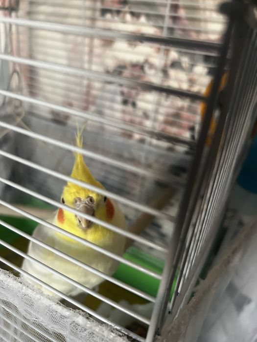 Попугай корелла, мальчик красавчик