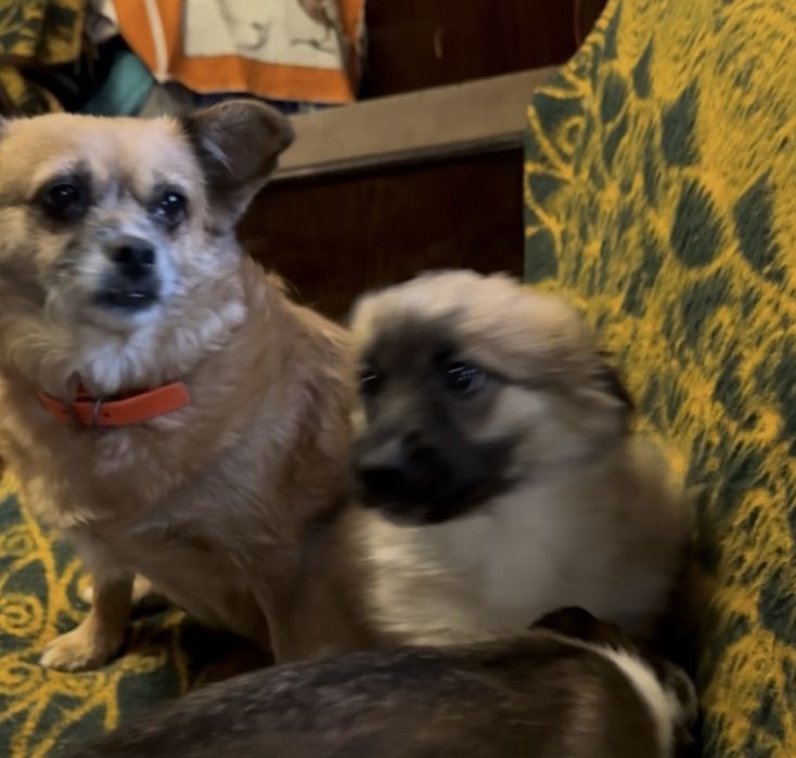 Подарявам кученце