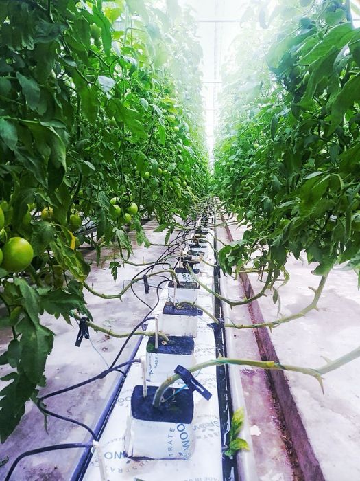 Плёнка клйонка селафн политетин плйонка иссикхона парник