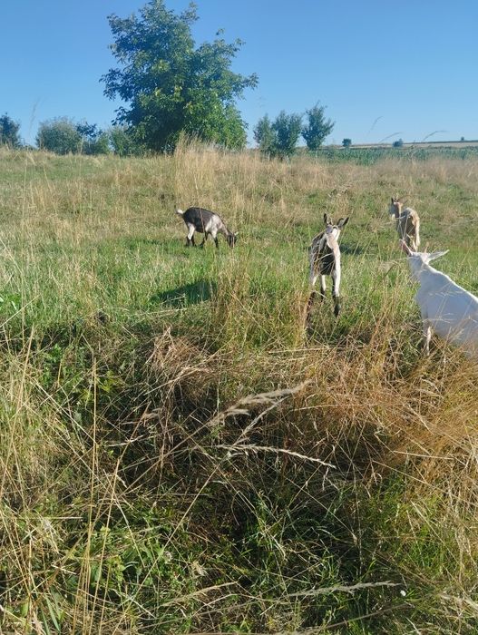 Vând țap și ieduțe.