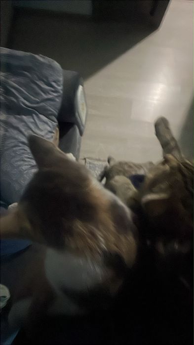 Отдаром кошечку