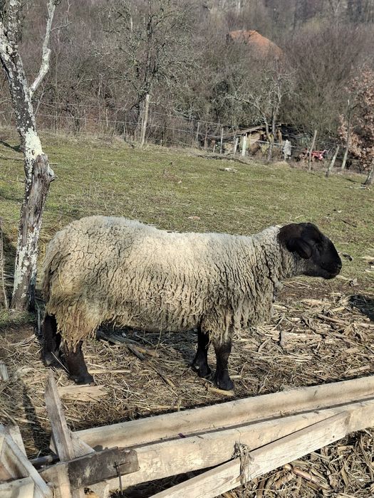 Vând berbec suffolk