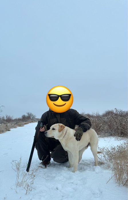 Лабрадор охотник