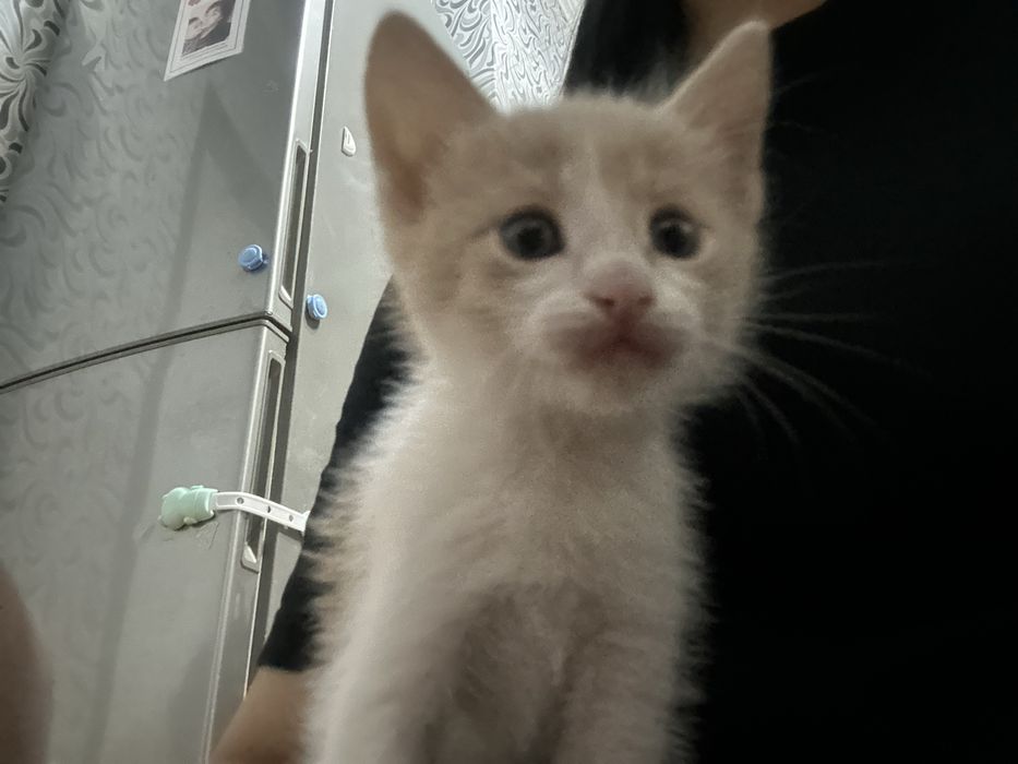 Котята в добрые руки!