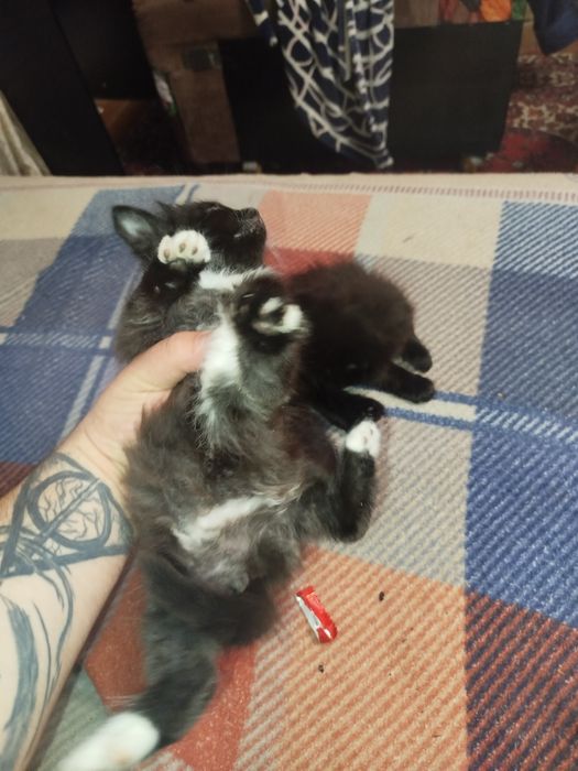 Отдам котят в хорошие руки