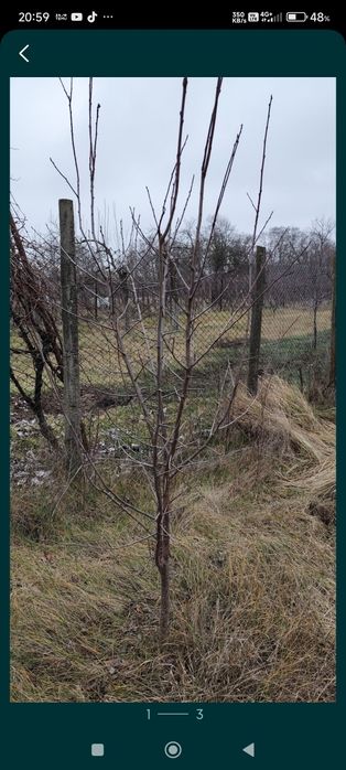 Pomi fructiferi; Pruni D'gen și Vânat Romanesc