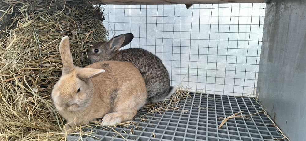 Iepurașii de vanzare