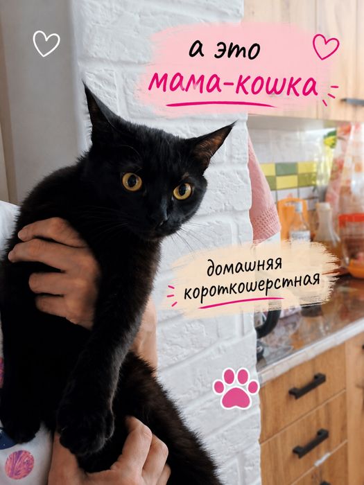 Котенок в добрые руки