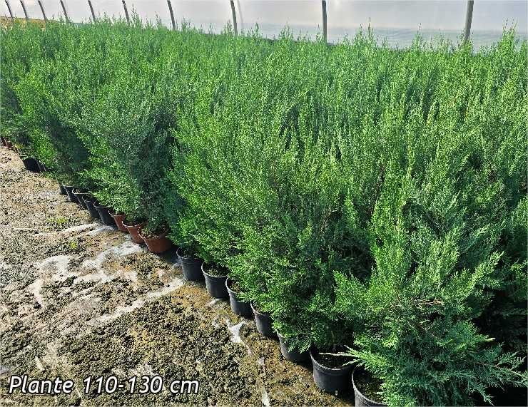 Leylandii  110-130 cm ghivece 3 L
