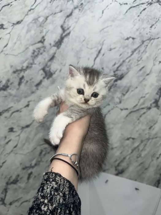 Шотландские шиншиллы котята
