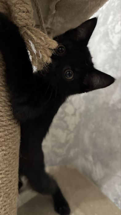 Котенок в хорошие руки