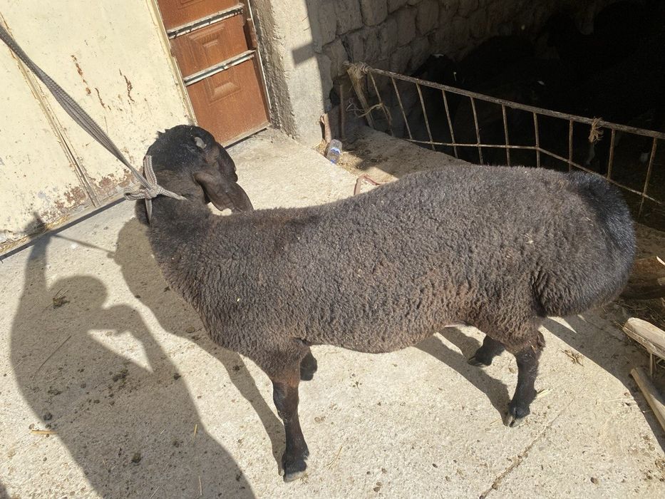 Qõchqorlar sotiladi