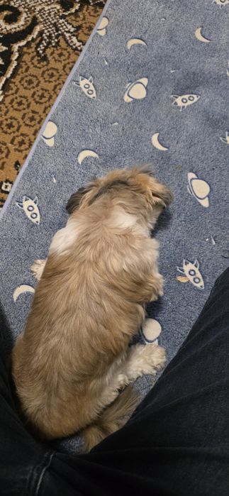 Donez o cățelușa Shih Tzu la o familie iubitoare