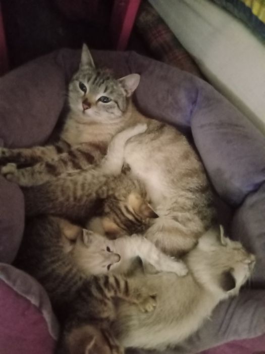 Котята, в добрые руки .умные