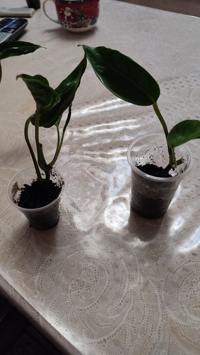 Эпипремнум Хэппи Лиф