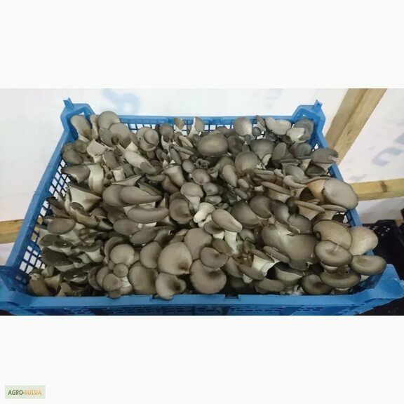 Гербы вешанки свежие