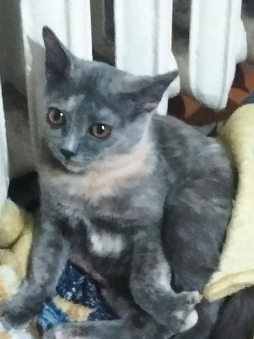 Отдам в хорошие руки девочка