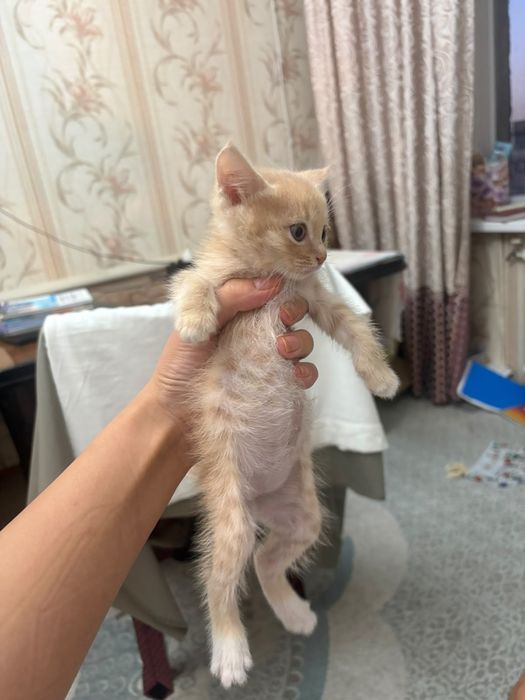 Отдам котят в хорошие руки