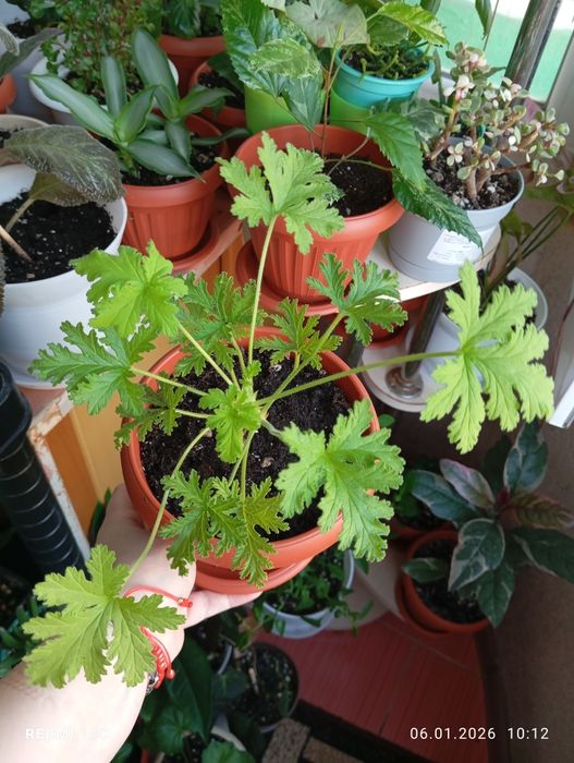 Цветы комнатные растения