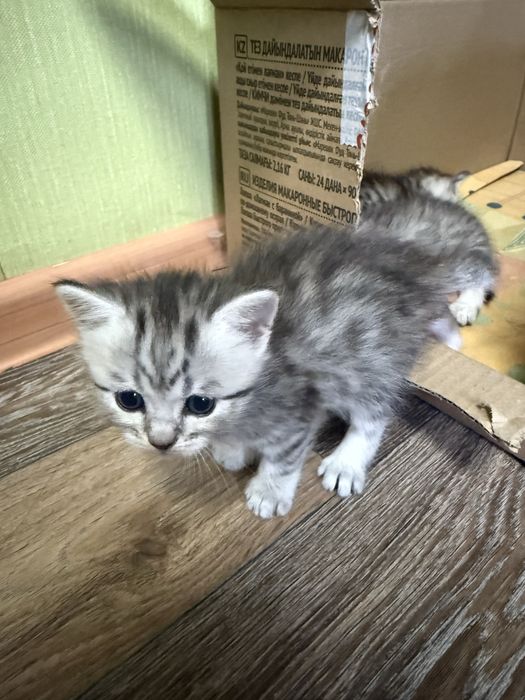 Котята  скотиш страйт