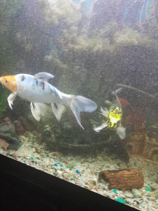 Продам  карпов кои