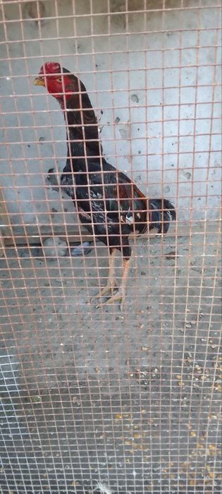 Tovuqlar sotiladi kelishamiz