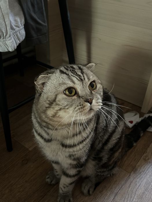 Вязка кот ищем девочку