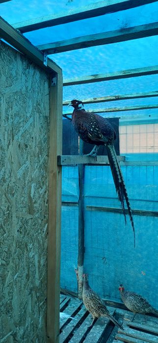 Masculi de un an din mai multe rase