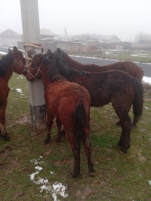 Тайлар бар, дені сау мал
