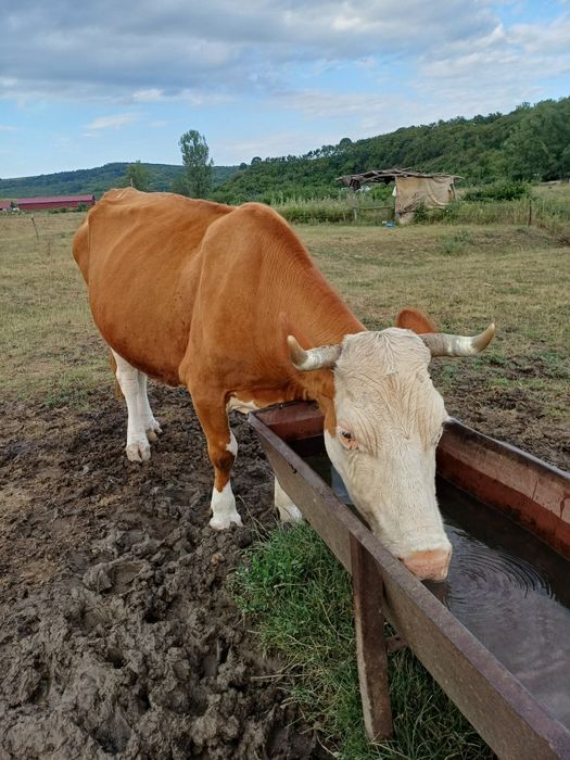Vaca de vânzare cu vițel de 5 luni