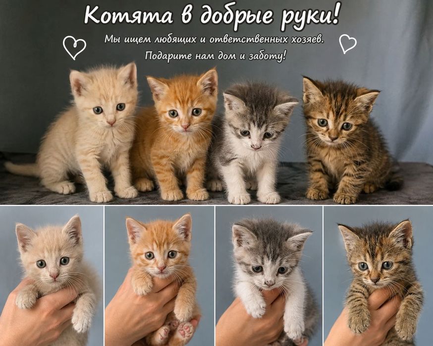 Отдам котят в добрые руки