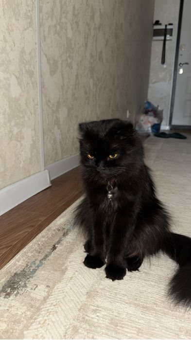 Кошка шотландская