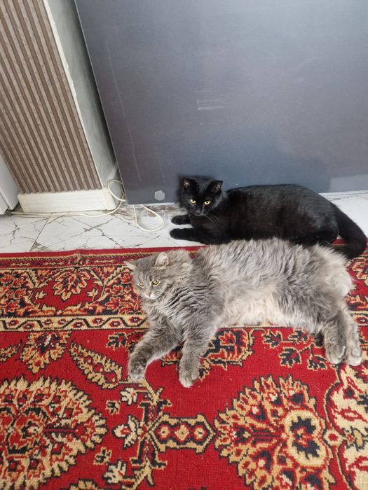 О дам котят подростков, бесплатно!