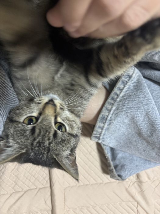 Отдам котенка в добрые руки