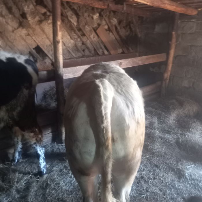 Продам двух быков