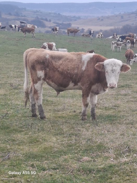 Vand taur si juninca