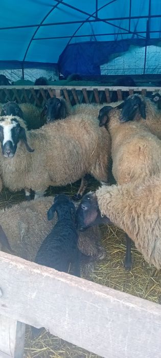 Vând 30 de oi carabase