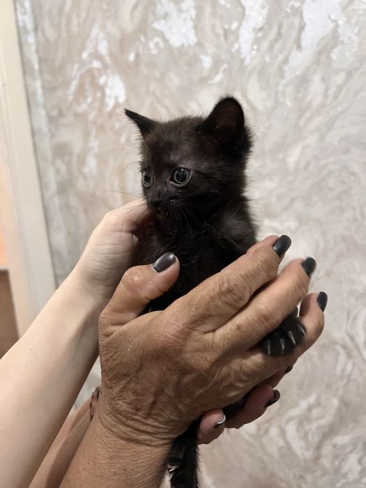 Котята полтора месяца