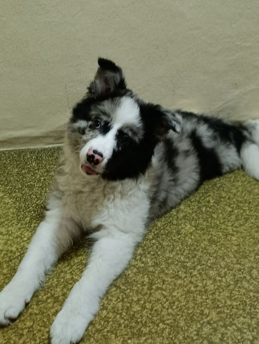 Продам щенка в добрые руки