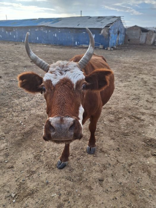 Сиыр корова буаз сатылады