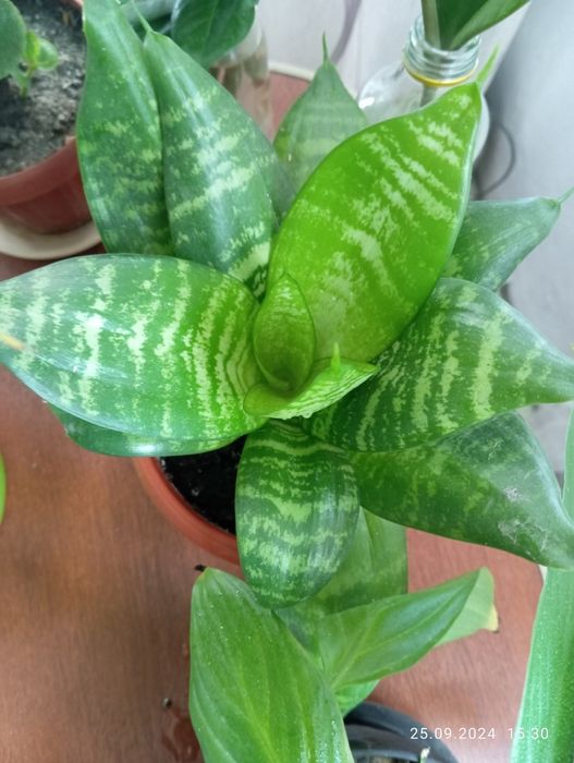 Комнатные цветы продам недорого